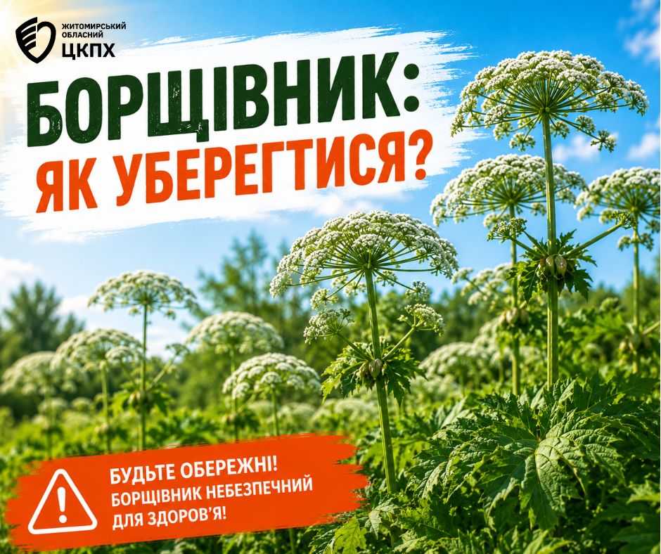 Борщівник: як уберегтися? Борщівник: як уберегтися?